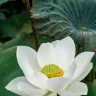 WhiteLotus